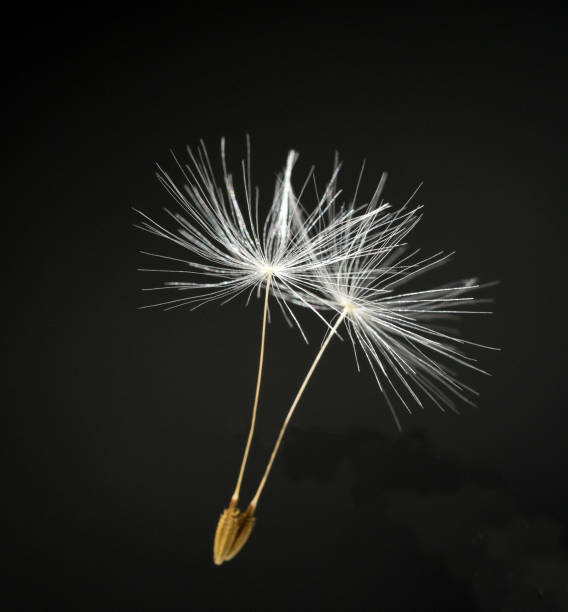 istock Dandelion, Taraxacum officinale 1934655398