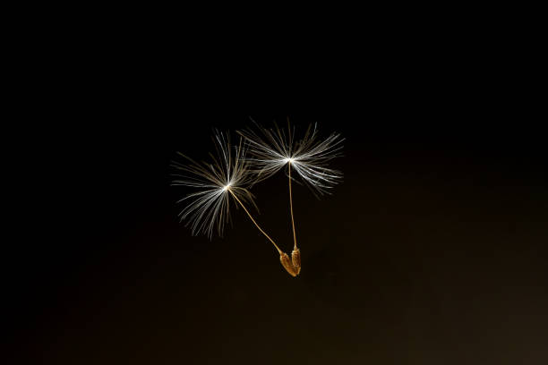 istock Dandelion, Taraxacum officinale 1934655550