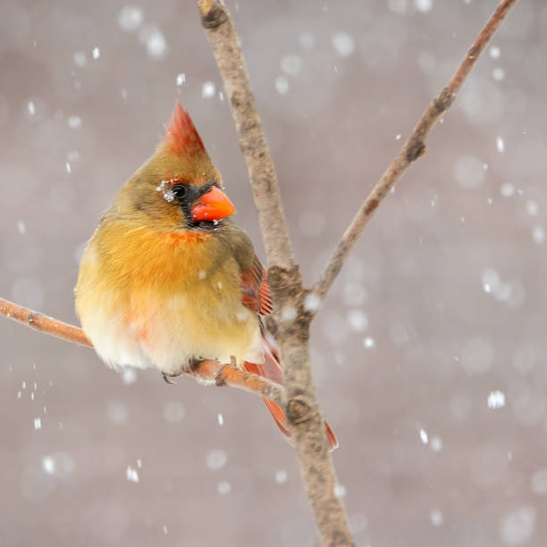 istock Snowy Female Northern Cardinal 1934656451