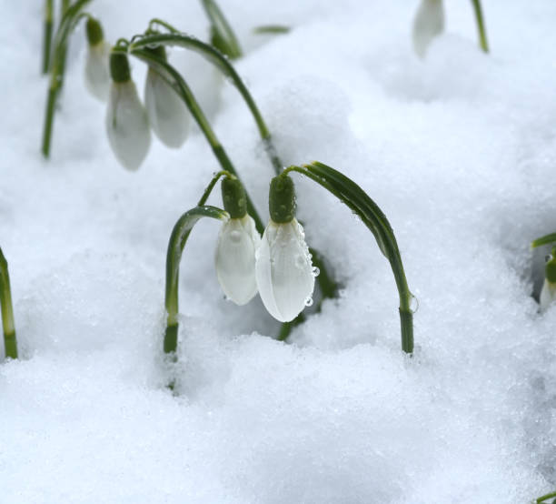 istock Schneegloeckchen, Galanthus nivalis 1934656990