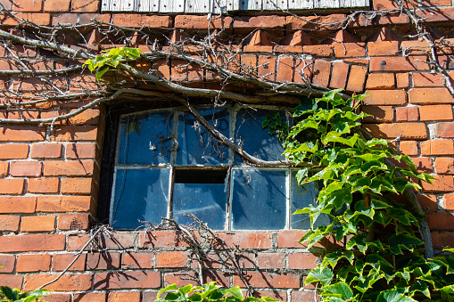 Window on an old wall with growing plant