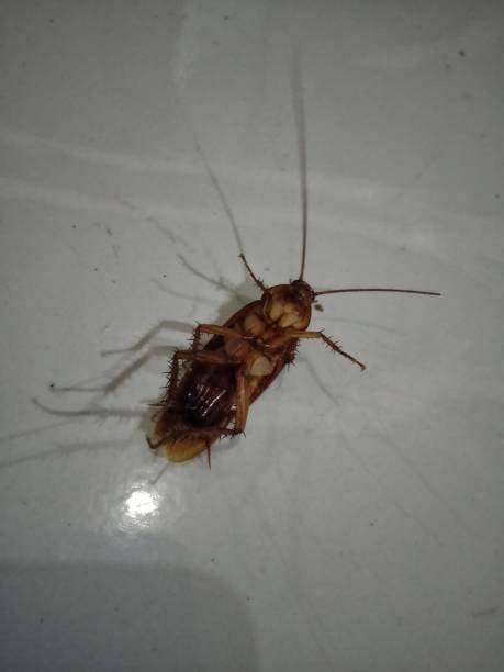 istock Cockroaches die from insect poison 1934676366