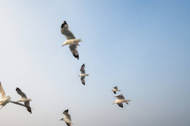 Seagulls flying in the sky.