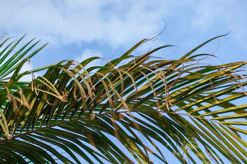 Green palm leaf against the sky. Trendy minimal background.