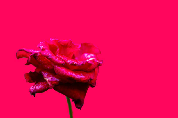 Rose close-up. Trendy minimal background with flower.