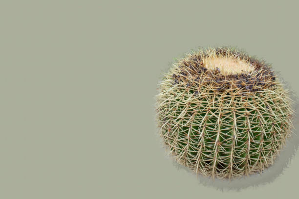 istock Round cactus close-up. Trendy minimal background with cactus 1934687550