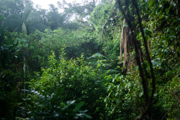 istock Top view of Amazon river and forest, Peru 1934691352