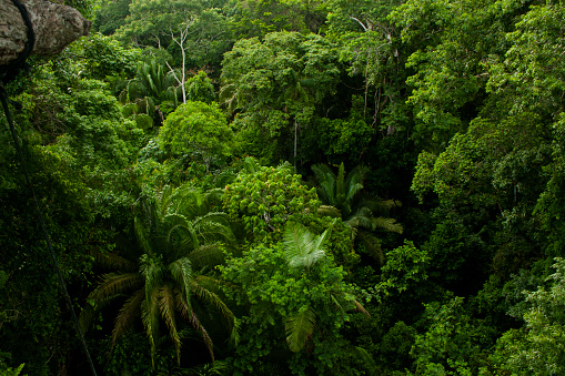 Top view of Amazon river and forest, Peru