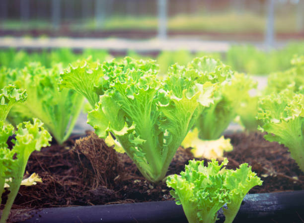 close up hydroponic fresh green oak lettuce salad in organic farm. - chloroplasty zdjęcia i obrazy z banku zdjęć