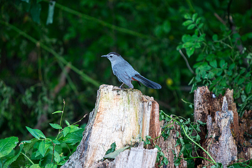 A bird sitting on top of a tree stump.
