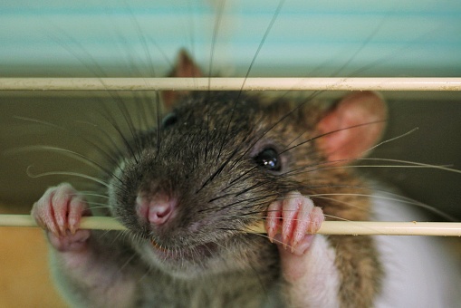 Grey molting home domestic funny rat holds cage bars with its teeth. Mouse looking through cage bars. Curious pet, rodent. World day of laboratory animals concept. Care and love pet friends. Close up