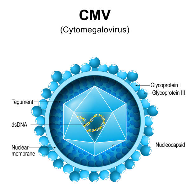 illustrazioni stock, clip art, cartoni animati e icone di tendenza di citomegalovirus. struttura della vmc. primo piano dell'anatomia di un virione. - citomegalovirus