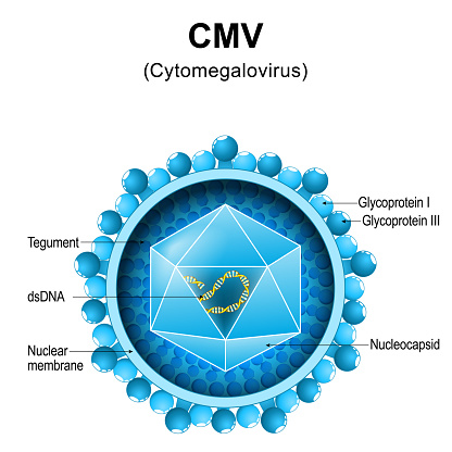 Cytomegalovirus. CMV structure. Close-up of a virion anatomy. Magnified of virus particle that cause mononucleosis and pneumonia. Vector diagram