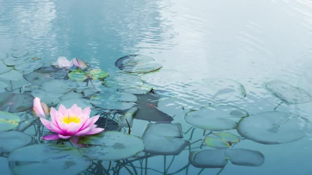 pink water lily flower with leaves and stems underwater in a pond with calm soft water wave, nature scene background for gardening, body care and beauty spa
