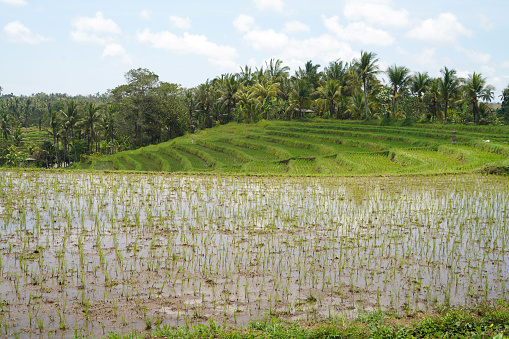 Paddy Fields in south ouest of Bali island