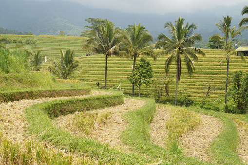 Beautiful rice terraces, Bali, Indonesia