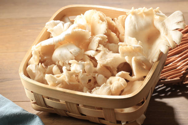 istock A Group of White Oyster Mushroom on Wicker Basket on Brown Wooden Table Ready to Cook in the Kitchen 1934732742