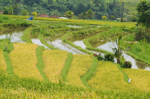 Rice terraces of Jatiluwih in Bali island