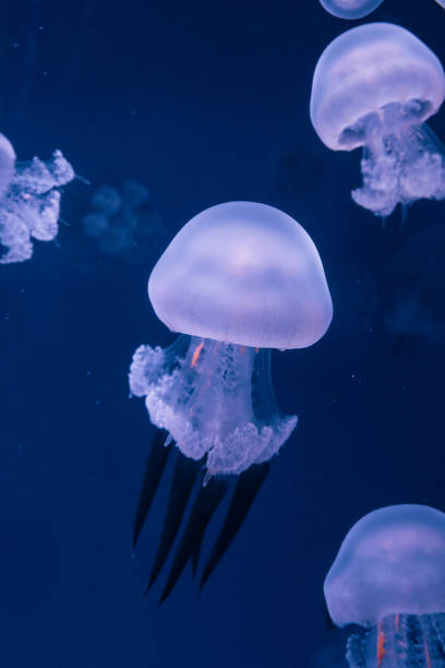istock Jellyfish swimming on the blue sea bottom 1934743269