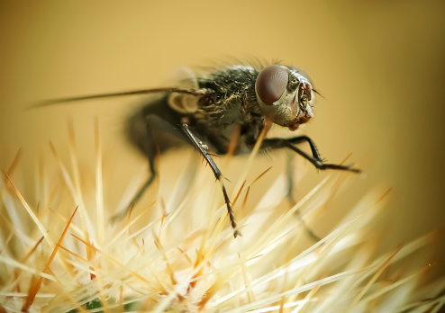 Common fly close-up on a blurred background.