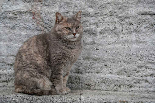 Little stray kitten is standing on the street.\nIstanbul - Turkey.