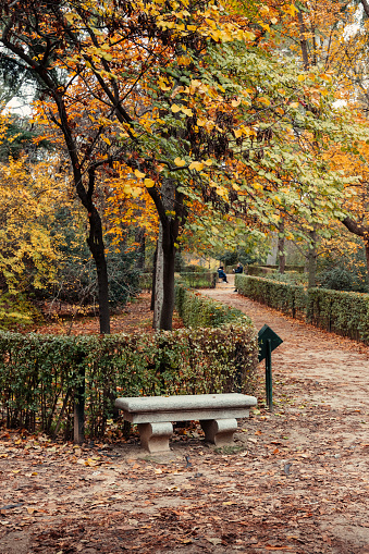 Empty path inside a park in autumn season covered with orange and yellow leaves.