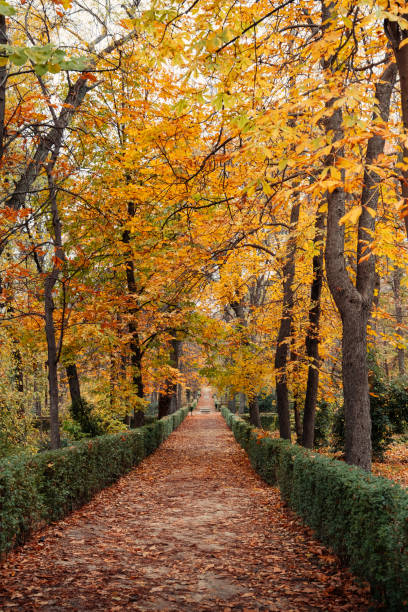 istock Empty path inside a park in autumn season covered with orange and yellow leaves. 1934753231