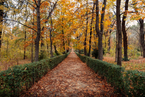 Empty path inside a park in autumn season covered with orange and yellow leaves.