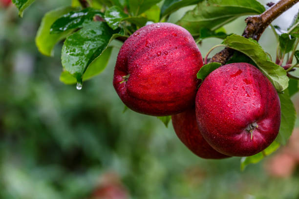 istock Red apples on a tree.Ripe Apples in the Apple Orchard before Harvesting. Apple orchard. Basket of Apples.Morning shot 1934762693