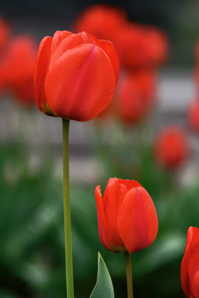 istock red tulips in the garden 1934768236