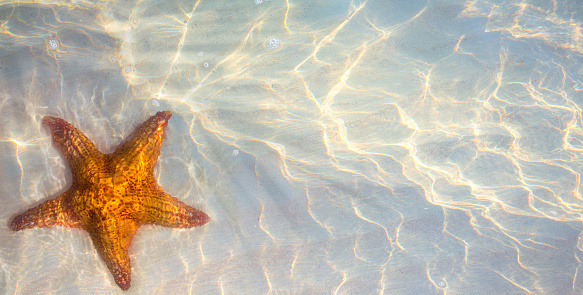 A photo of a starfish on pebbles through crystal clear water. Kos Island.