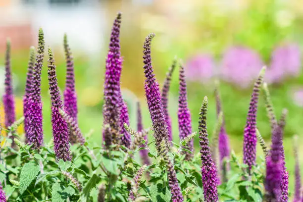 Agastache mexicana flowers blooming in a beautiful purple color in the garden in summer.