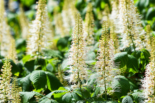 Aesculus parviflora beautiful white flowers blooming in the garden in summer.