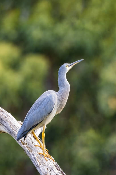 istock A white faced heron, egretta novaehollandiae, perched on a tree. At Kennett River, on the Great Ocean Road, Australia. 1934780083