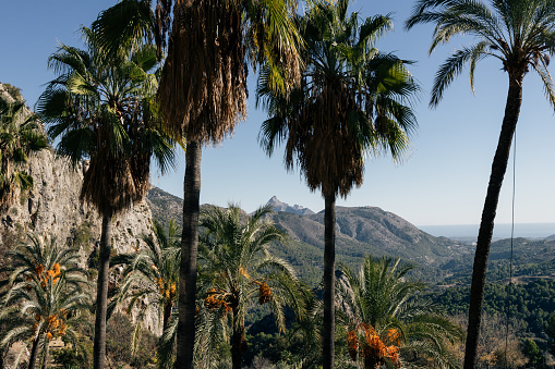 Mountain landscape, palm trees and jungle on a sunny day