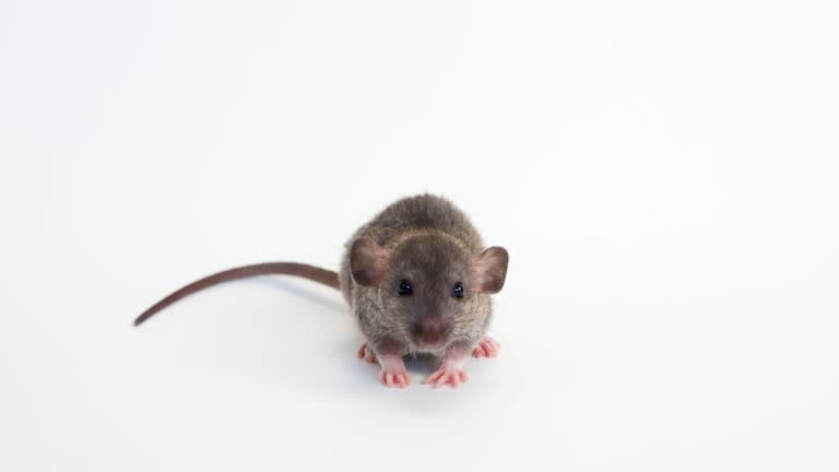 Little rat with dumbo ears. Gray rodent on isolated on white background