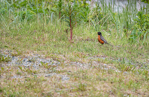 An American Robin  (Turdus migratorius) perched on a branch feeding on orange berries.