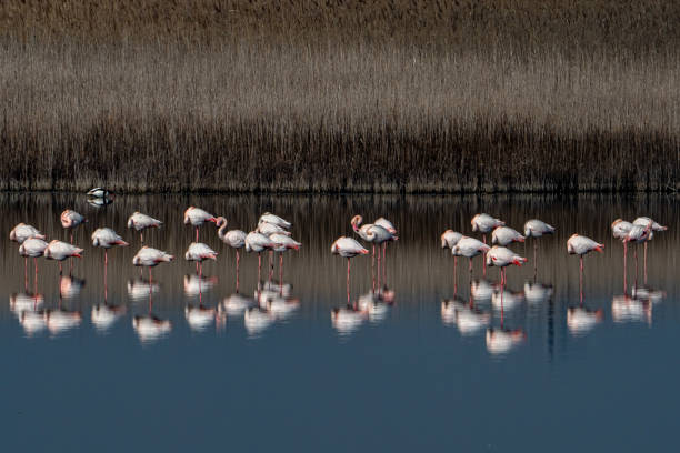 istock Group of flamingo 1934797511
