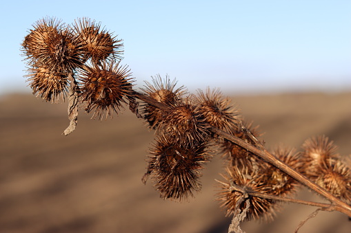 Aerial view: cirsium seed spread by the wind. Focus on the seed.