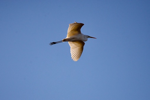 Great white egret bird in flight