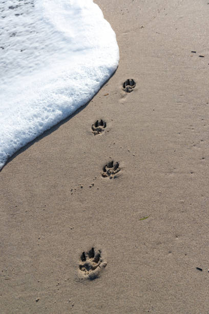 istock Dog footprints on the sandy seashore, washed away by a white wave 1934804027