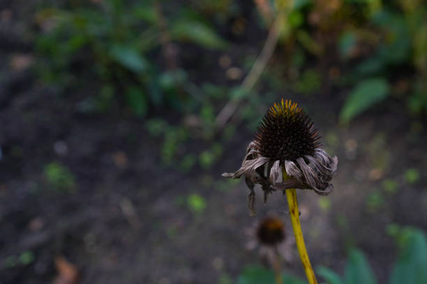 close-up of the remains of a Echinacea purpurea