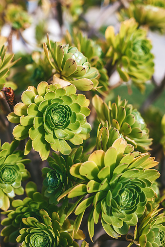 An Aeonium in a garden setting, displaying its ornamental qualities with a characteristic rosette shape