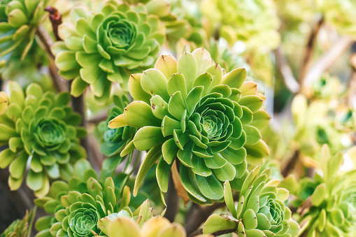 An Aeonium plant, its lush green leaves forming a tight rosette