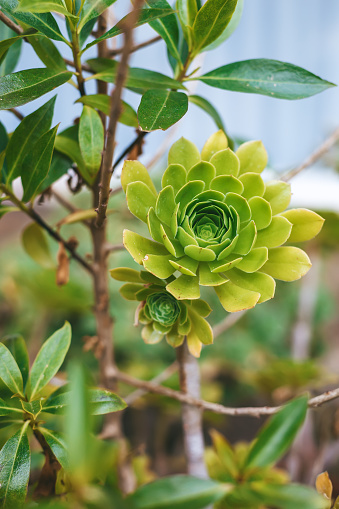 The details of an Aeonium, showcasing its unique rosette structure and vibrant green foliage