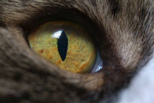 a closeup shot of a cat 's eye with yellow eyes
