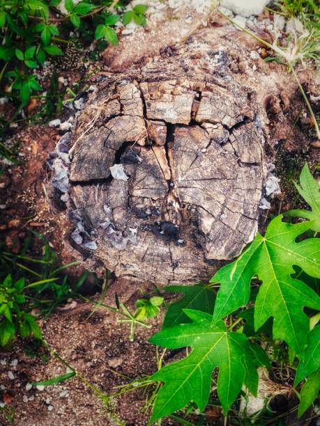 istock Close-up of a tree stump surrounded by vibrant leaves 1934819992