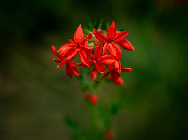 Pollen on Scarlet Gilia close up in Zion