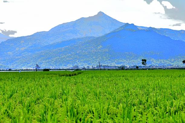 istock panorama of agrarian rice fields landscape in Central Java, like a terraced rice fields ubud Bali Indonesia 1934824967