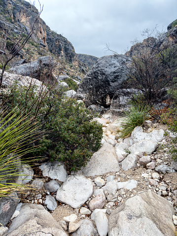 Sharp Rocks and Plants Choke the Strawhouse Trail in Big Bend National Park